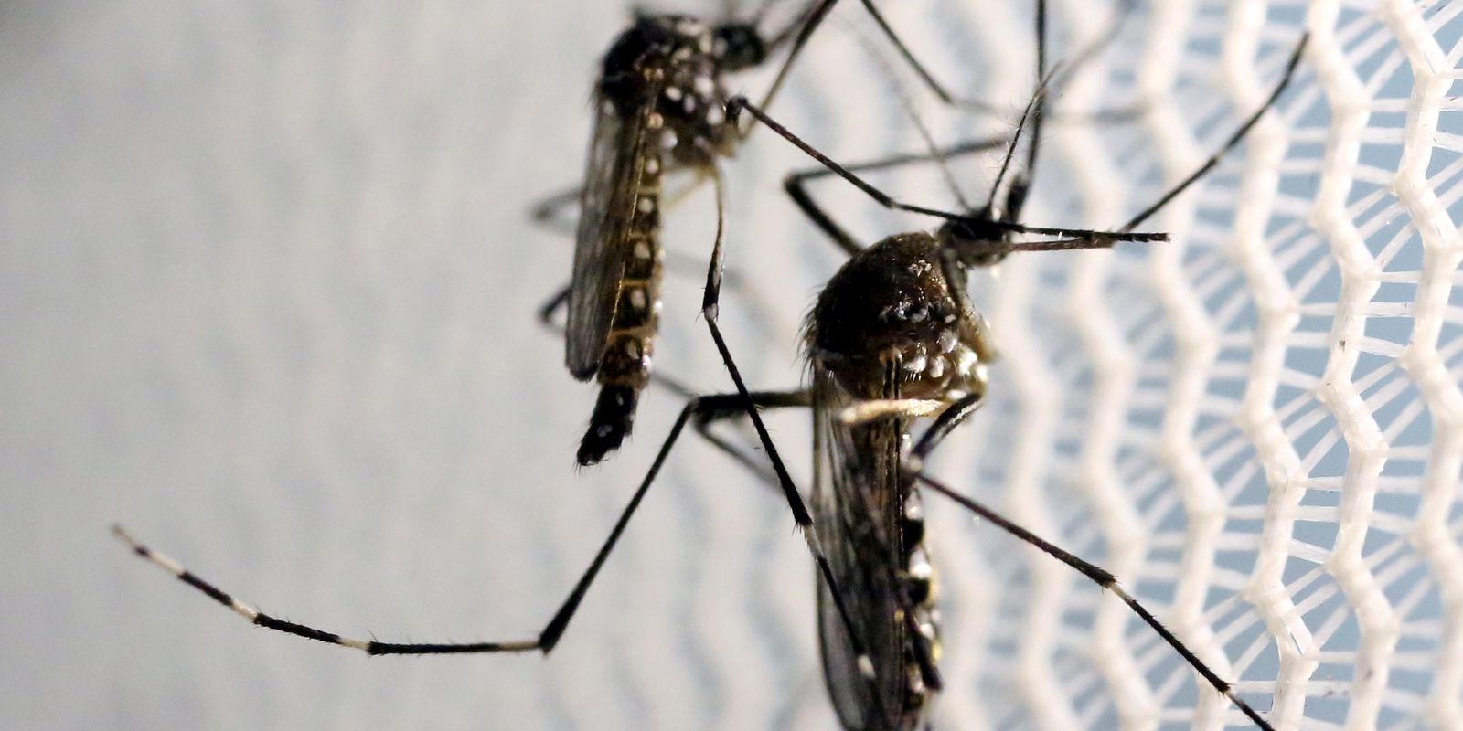 Mosquitos de Aedes aegypti são vistos no laboratório da Oxitec em Campinas