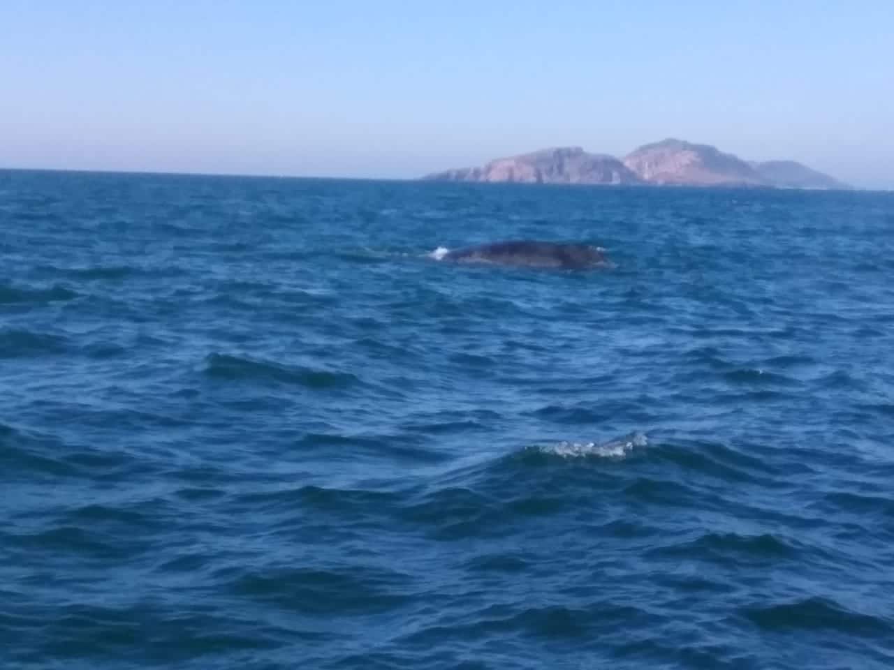 Ballena Varada Mazatlán