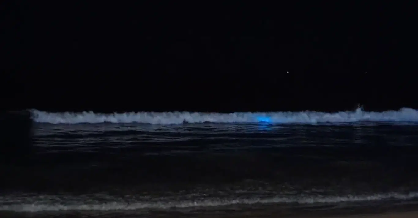 Bioluminiscencia en Mazatlán