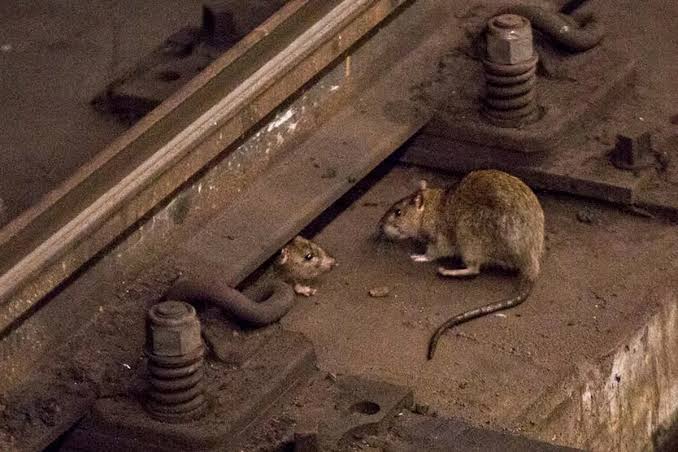 Buscan exterminador de ratas en Nueva York; pagará 170 mil dólares al año