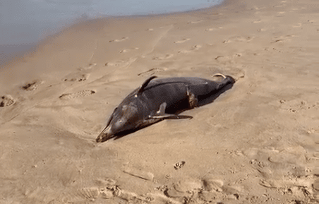 Delfín Muerto Playa Mazatlán Hallazgo