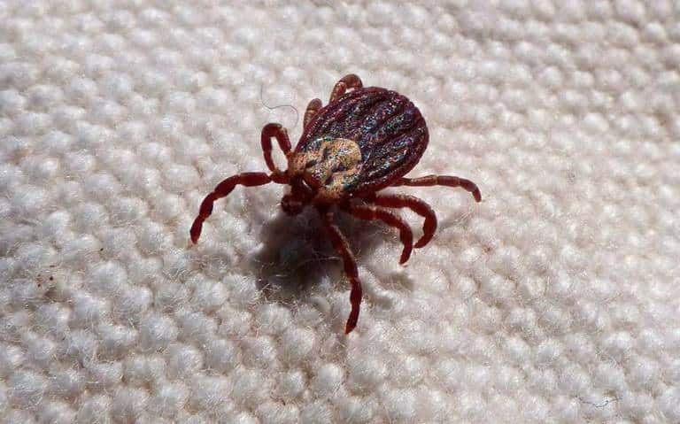 Casos de rickettsiosis en Sinaloa