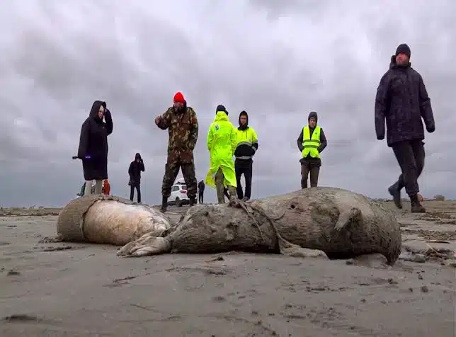 Hallan más de 2 mil focas sin vida en costas rusas