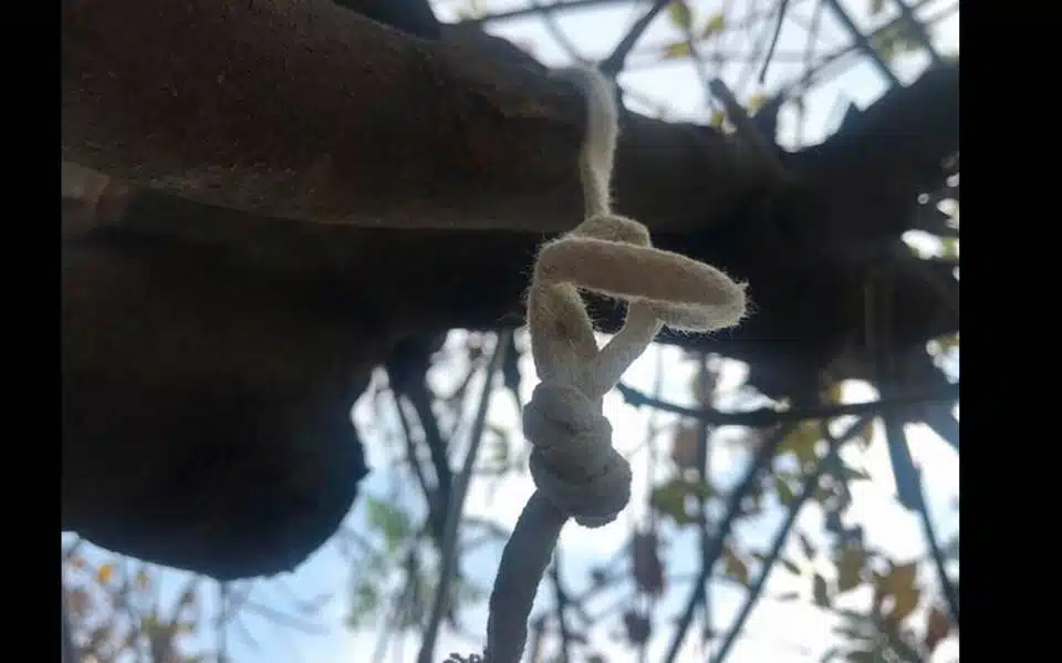 Localizan colgado de árbol a un hombre en Pericos; tenía días sin vida