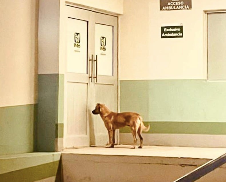 IMSS, Perro