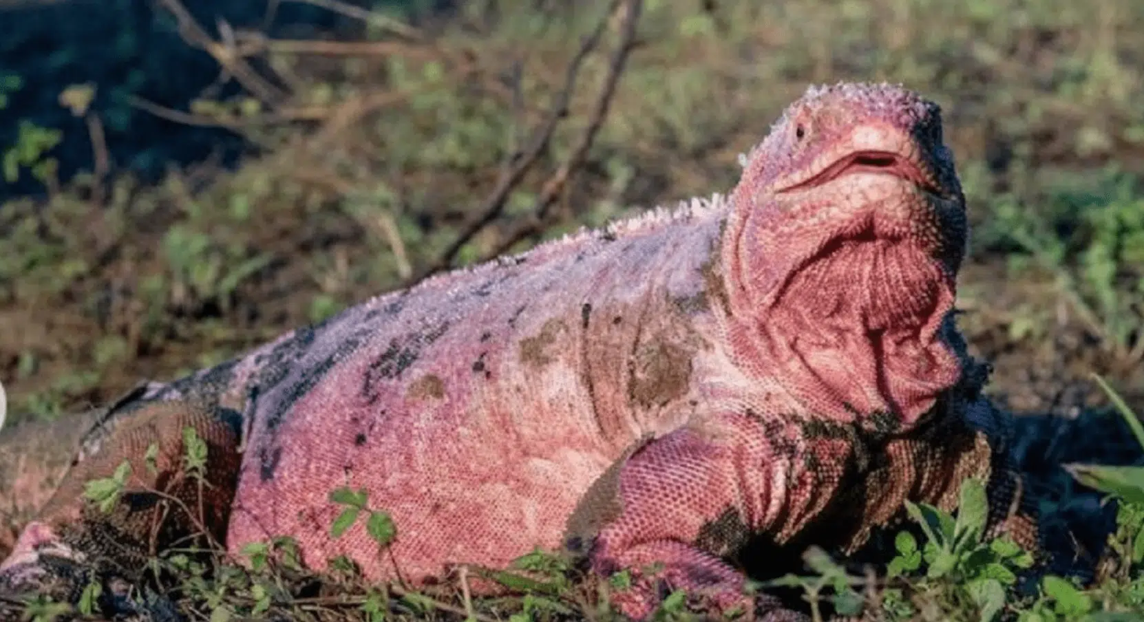 Iguana-rosada-isla-galapagos