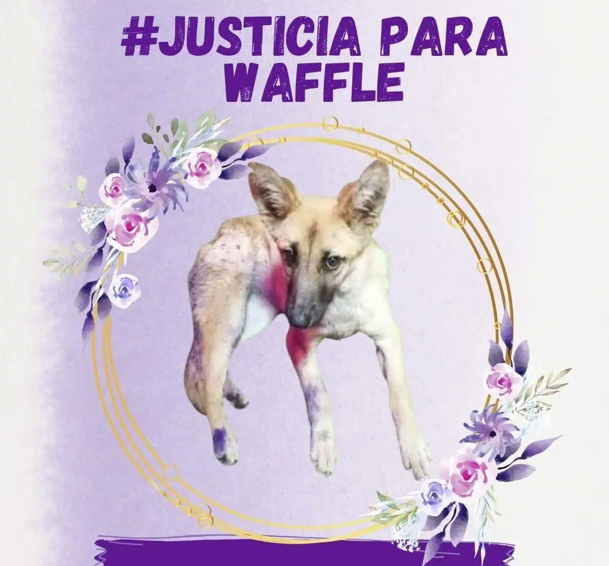 Justicia para Waffle