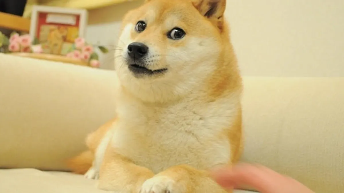 El perro Kobosu famoso por su meme “doge”padece leucemia; se encuentra delicado