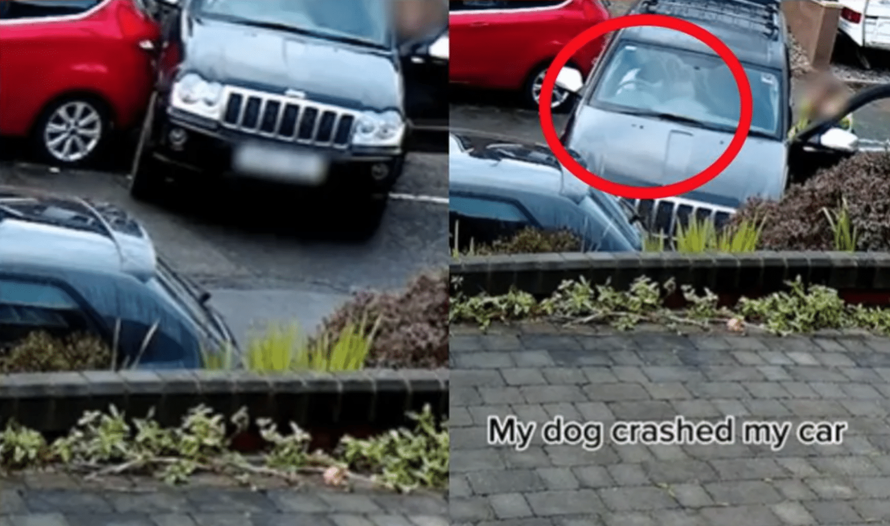 Perrito choca el auto de su dueña