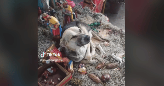 Perrito dormido en nacimiento navideño