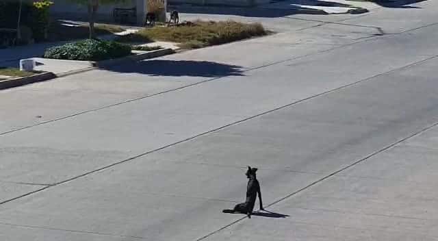 Perrito maltratado Viñedos Los Mochis