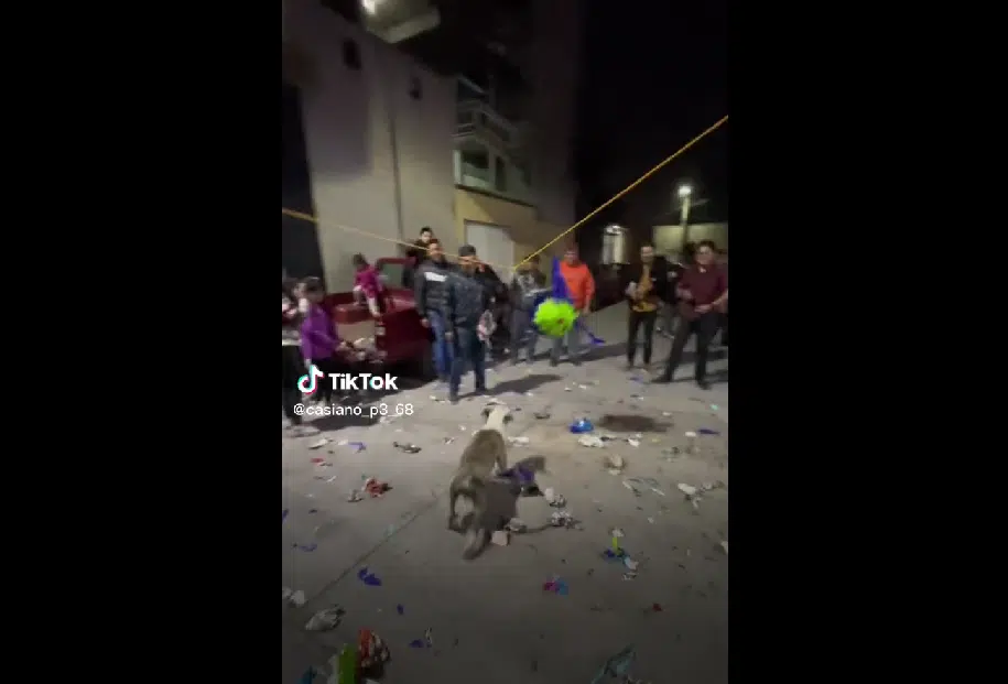Perrito se roba piñata