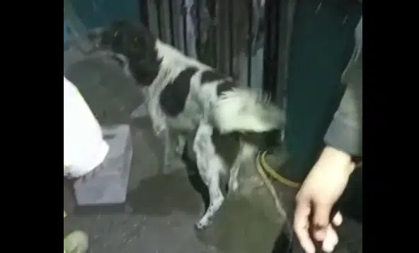 Perro queda atorado en barandal al huir de los cuetes