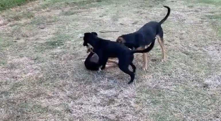 ¡De terror! Mientras se encontraban jugando, perros dan con cráneo humano en campo de fútbol