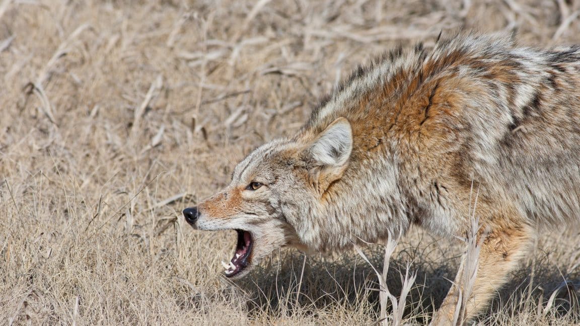 Rabia coyote