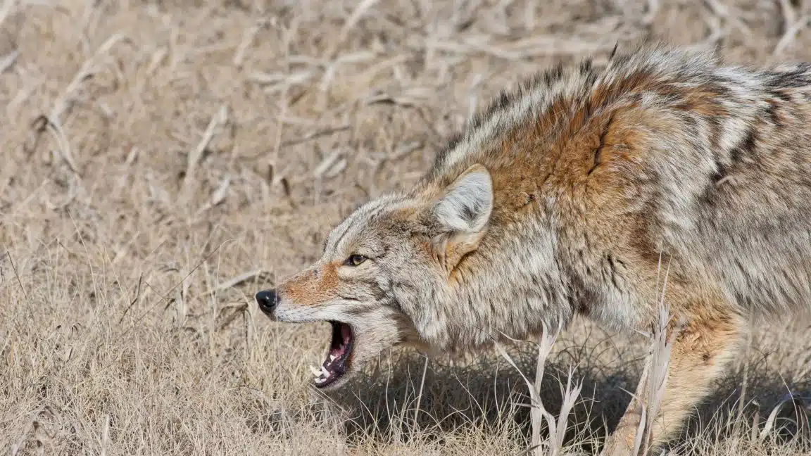 Rabia coyote