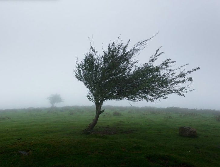 Vientos Clima Arbo Frío Sinaloa Portada