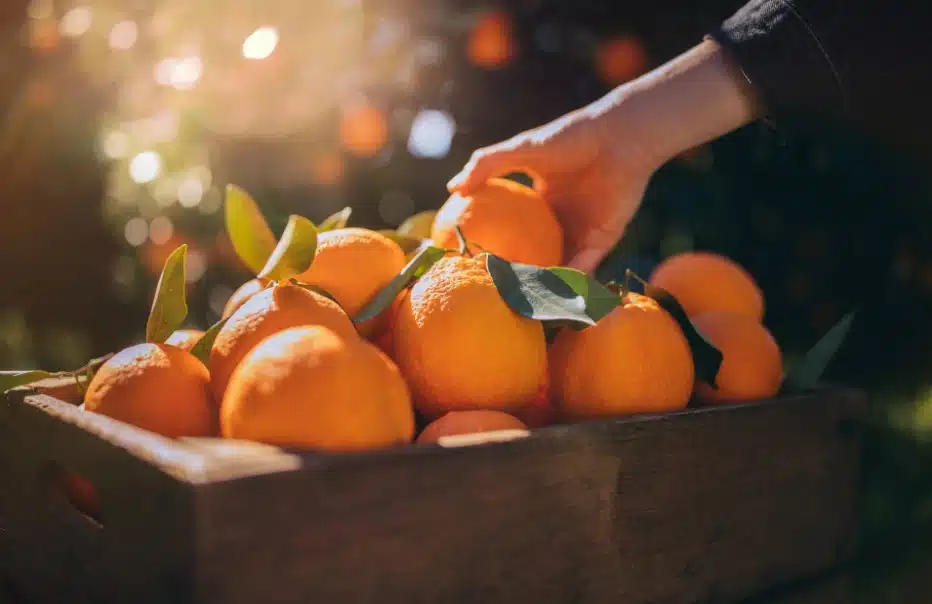 Naranjas Vitamina C