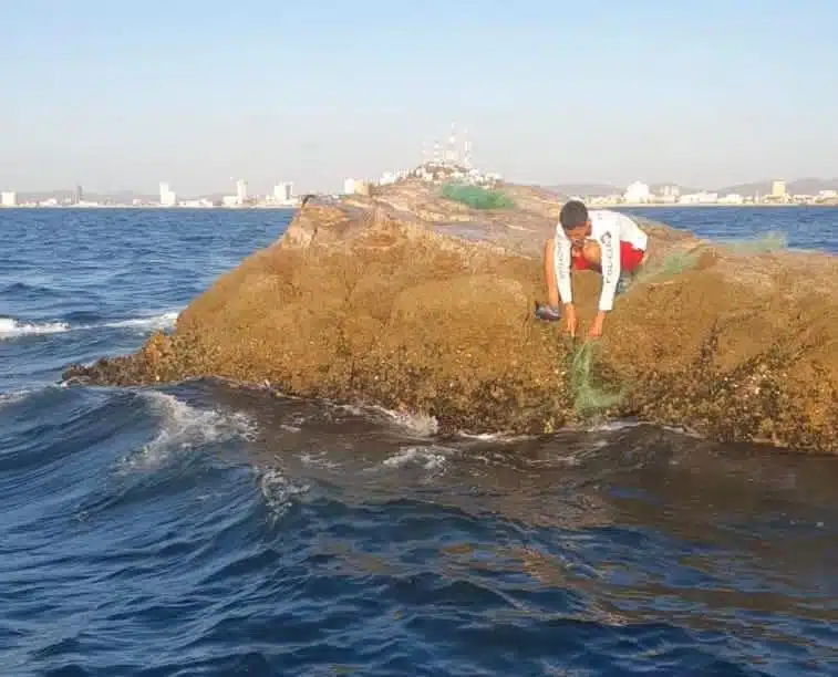 De nuevo, retiran redes de las rocas donde descansan los lobos marinos en Mazatlán