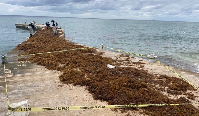 cocaína en sargazo
