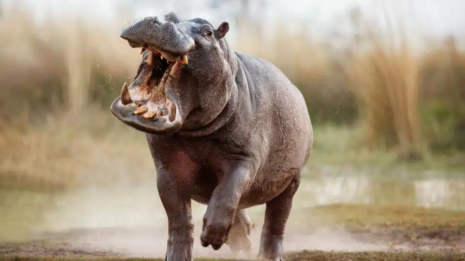 hipopótamo se traga a un niño