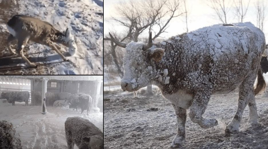 Animales mueren congelados en EU