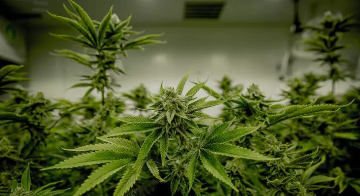 marihuana en ayuda humanitaria a ucrania