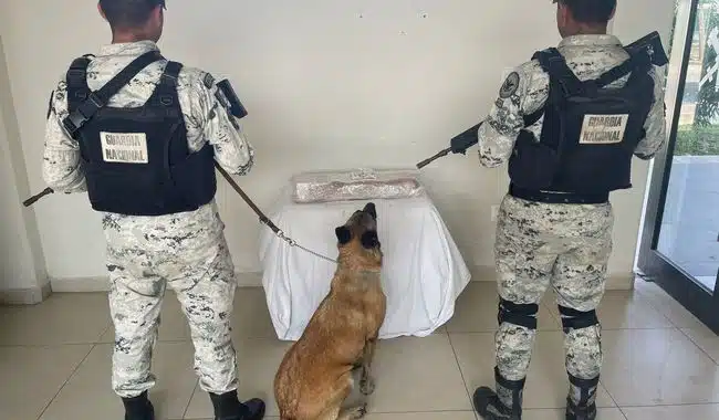 perros de la guardia nacional