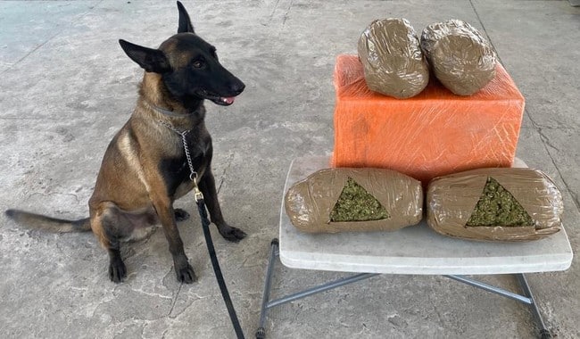 perros guardia nacional