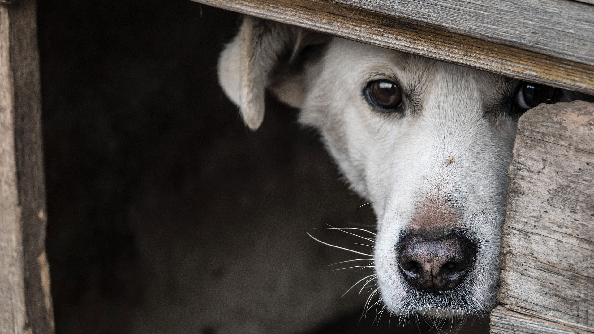 ¿Sabes por qué los perros salen huyendo cuando escuchan “cuetes”? Pensarás dos veces antes de usarlos