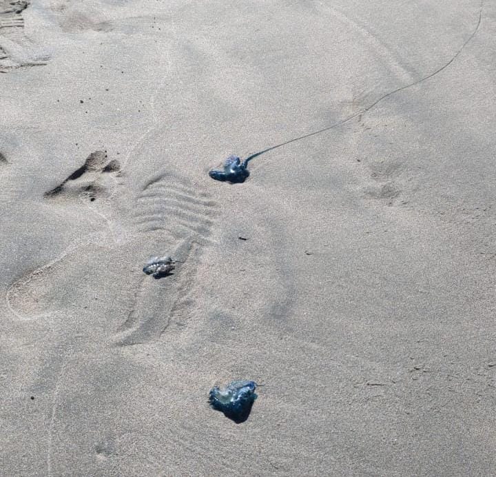 quemadores en playas de Mazatlán