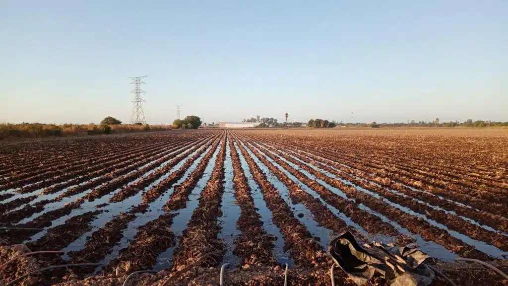 siembras en el Valle de El Carrizo