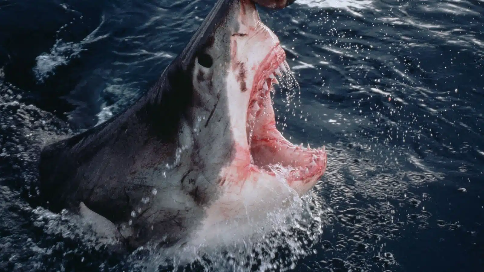tiburón ataca a niña de 10 años