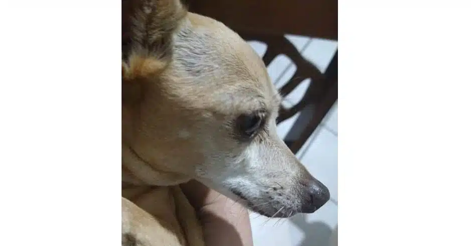 ¡Chiquita se infartó! La pirotecnia terminó con sus 9 años de perrita feliz al lado de su familia