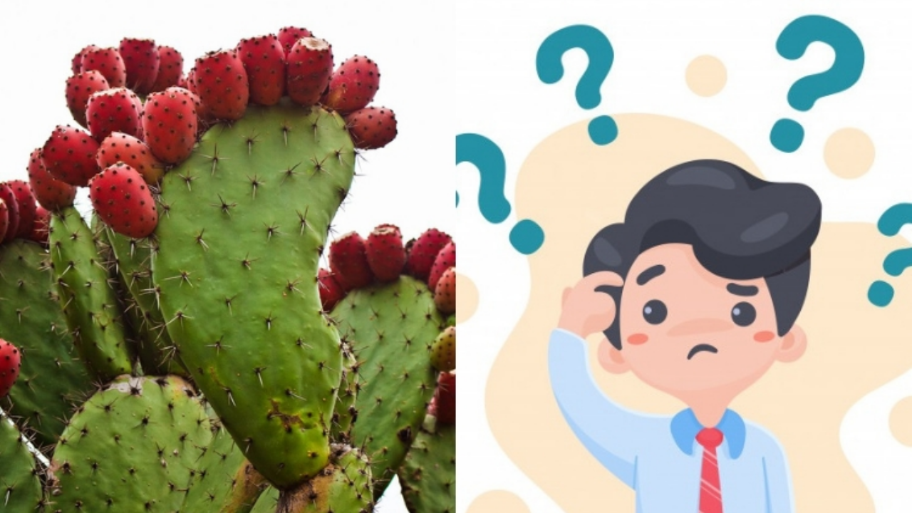 “Al nopal solo se le arriman cuando tiene tunas”: ¿Sabes cuál es el