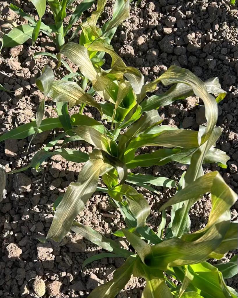 Daños en cultivo por heladas