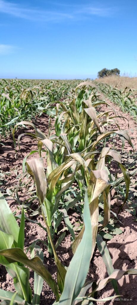 Afectaciones parciales en 2 mil hectáreas de maíz 