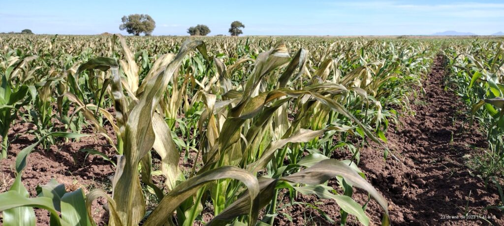 Afectaciones parciales en 2 mil hectáreas de maíz