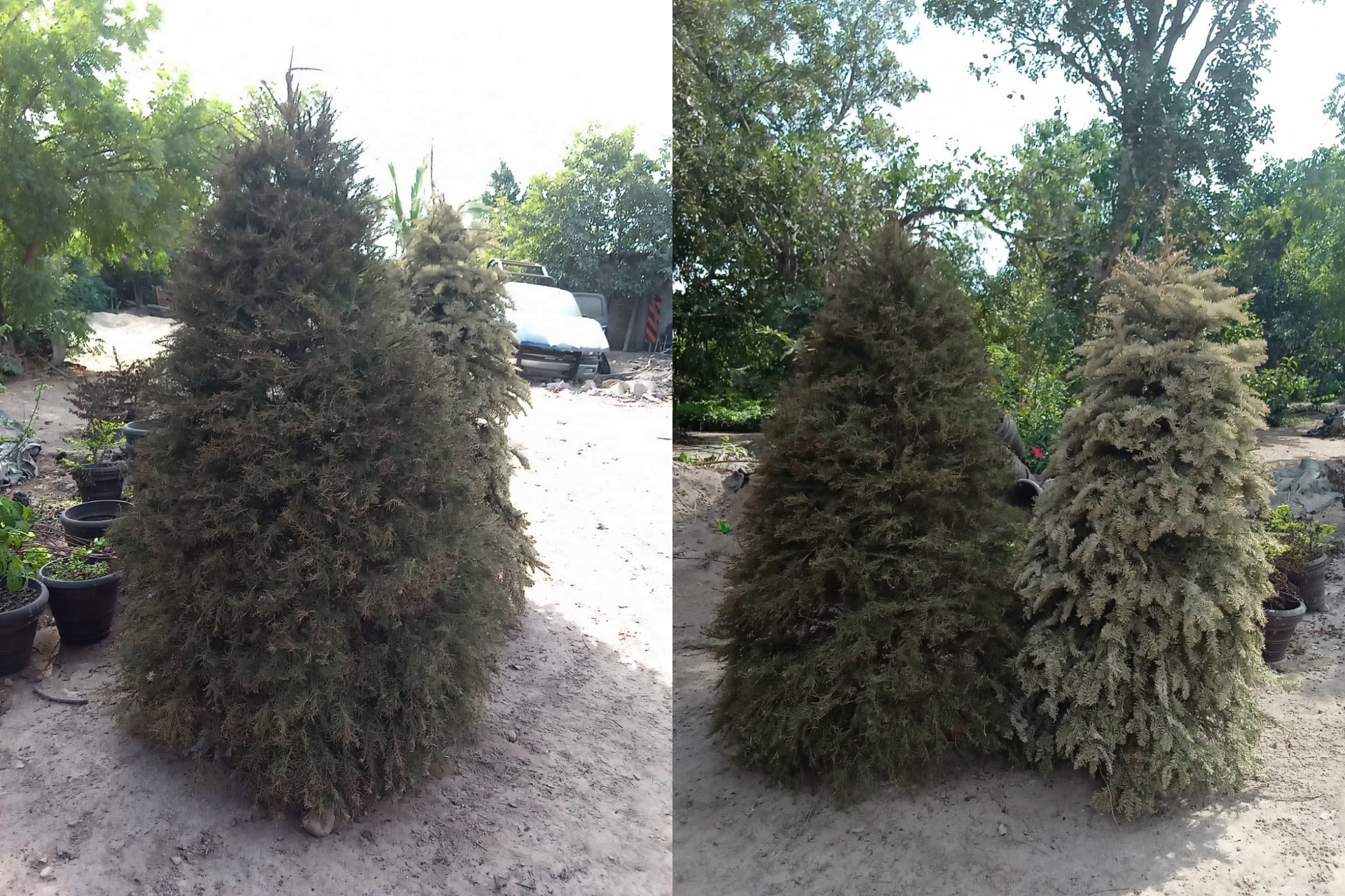 Arbolito Navidad Escuinapa Centro de Acopio