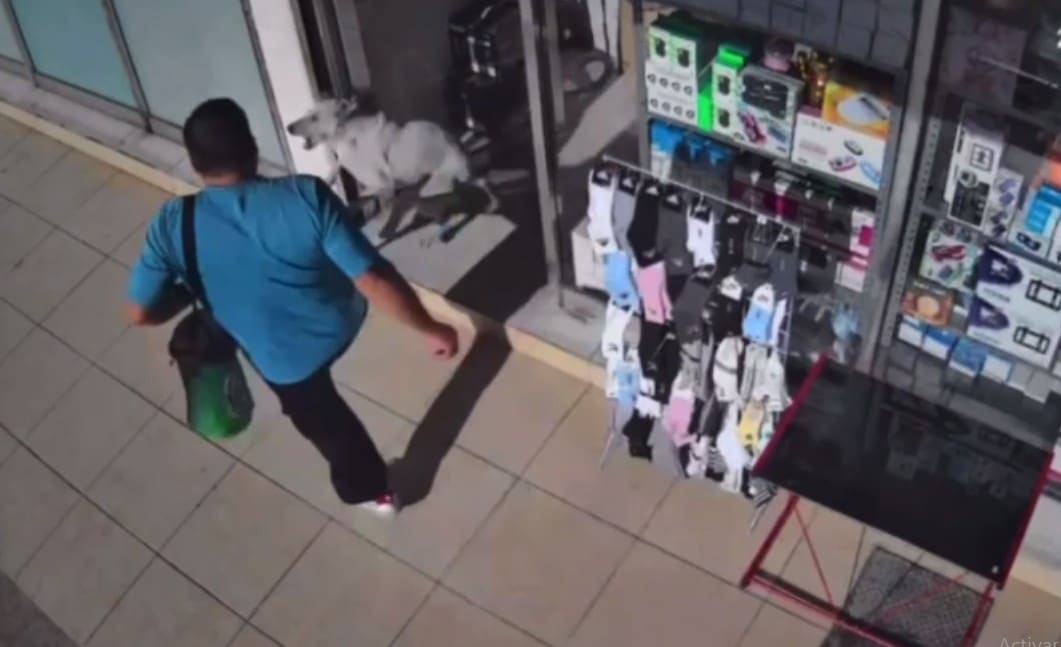 Captan en video a hombre golpeando a un perro en Culiacán