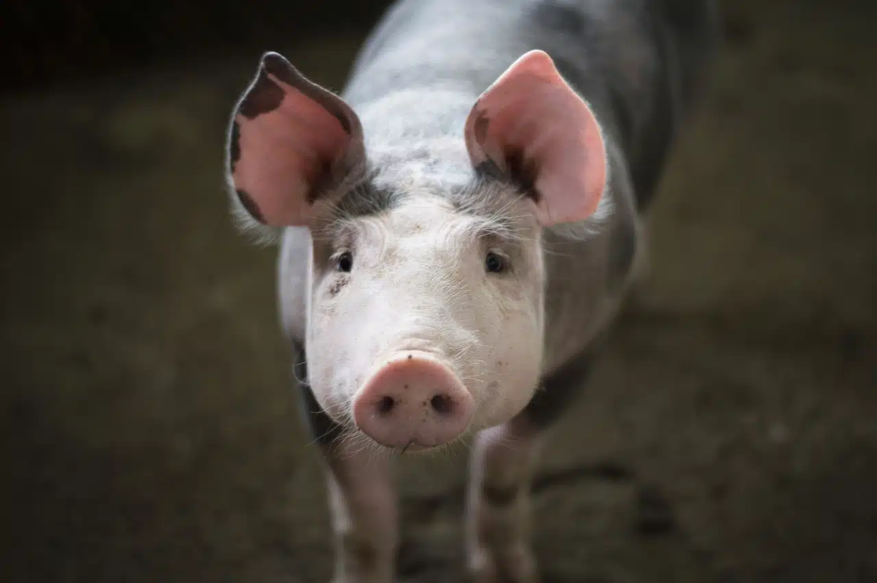 Carnicero de China muere tras ser atacado por un cerdo