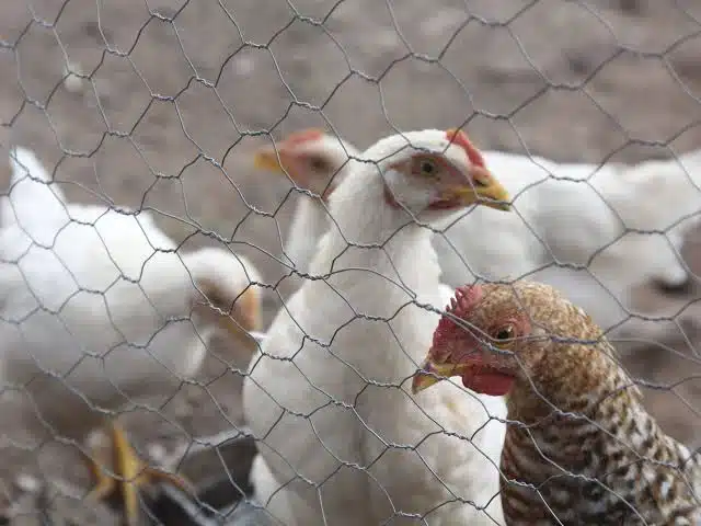 Coahuila controla brote de gripe aviar en 550 granjas