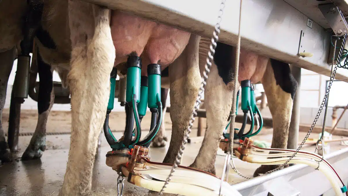 Diputados buscan estandarizar el precio de la leche y consolidar su producción