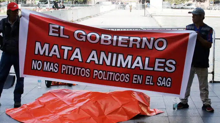 Dueño de zoológico protesta y coloca un león muerto en sede de Gobierno chileno