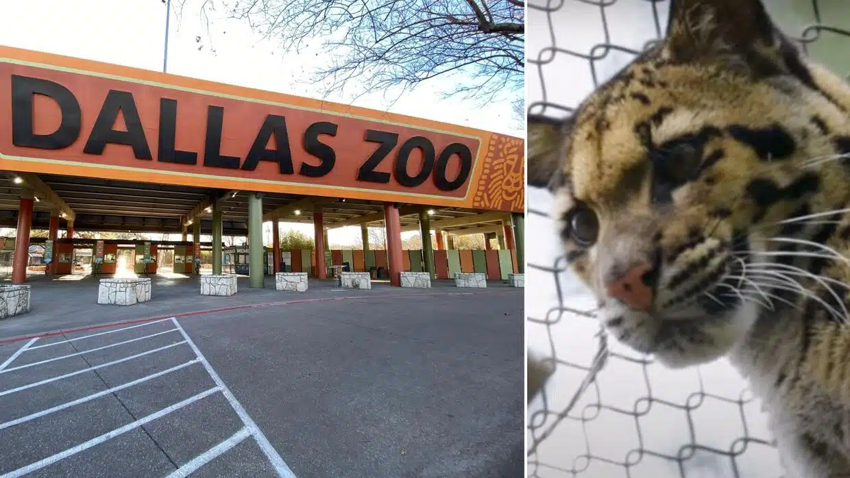 Escapa leopardo de zoológico en Dallas y causa temor