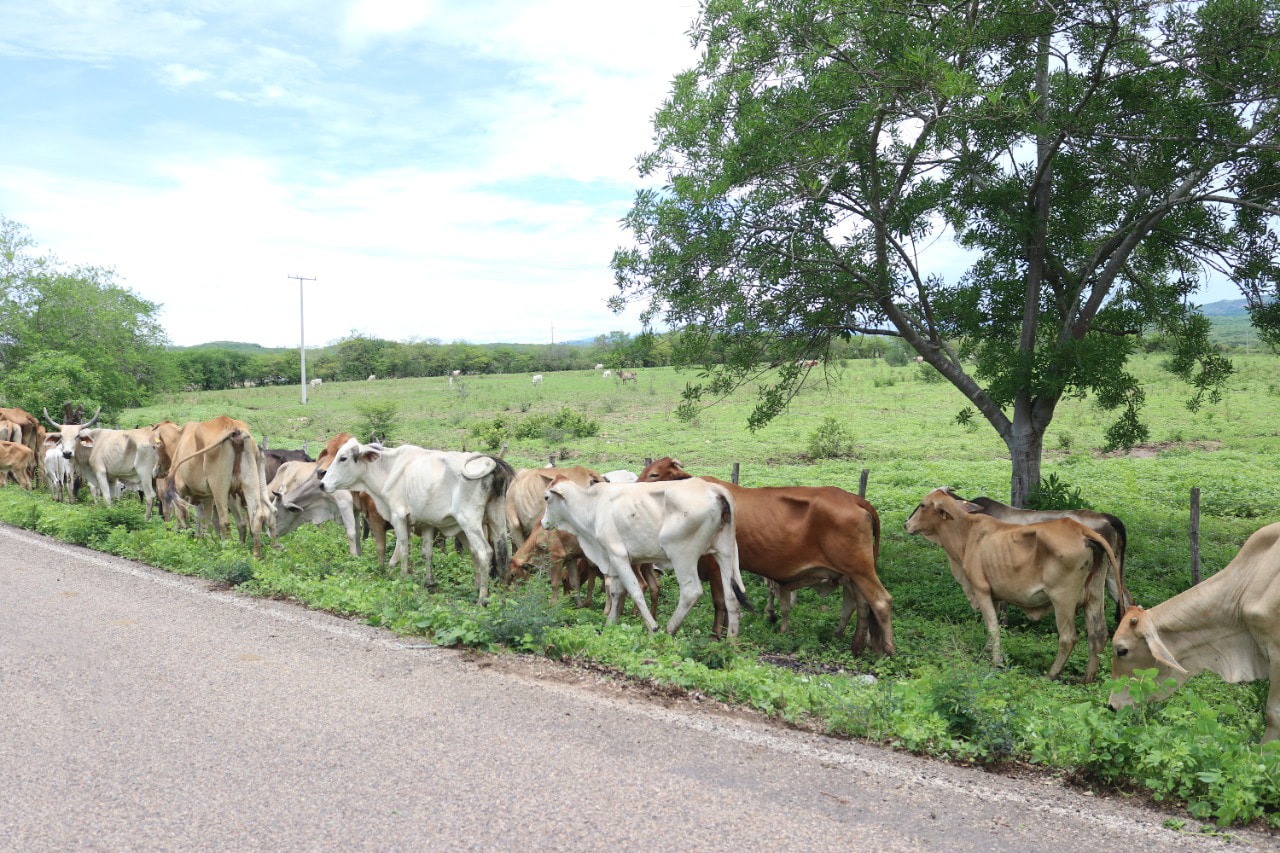 Ganado Escuinapa