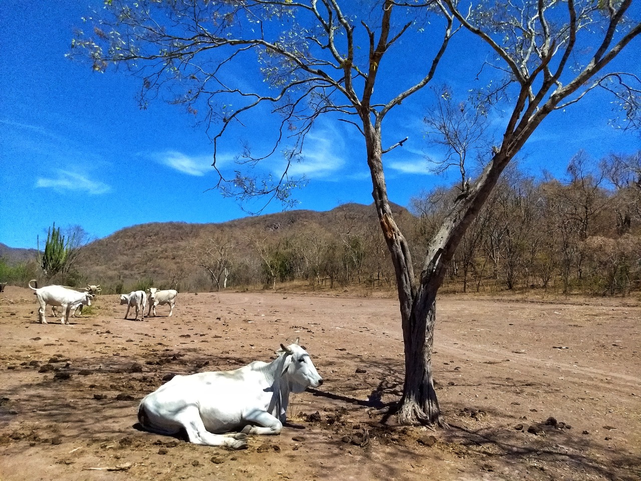 Ganado de Sinaloa