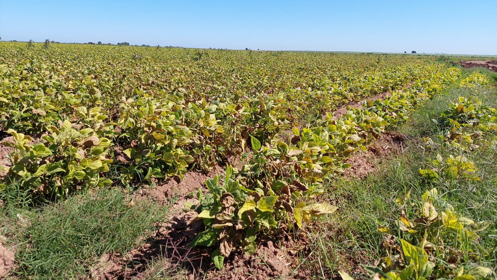 Heladas Sinaloa Campo Cultivo Frío Frijol
