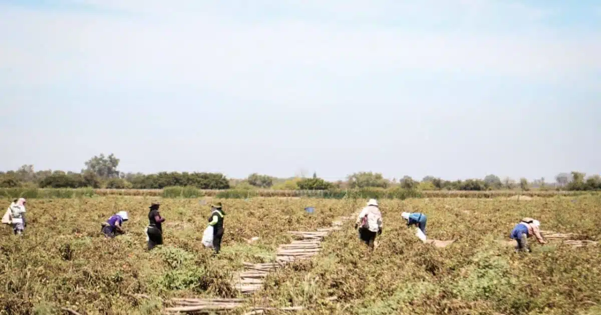 “Estaban en condiciones infrahumanas”: Rescatan a jornaleros en campo agrícola de Ahome; hay 18 menores