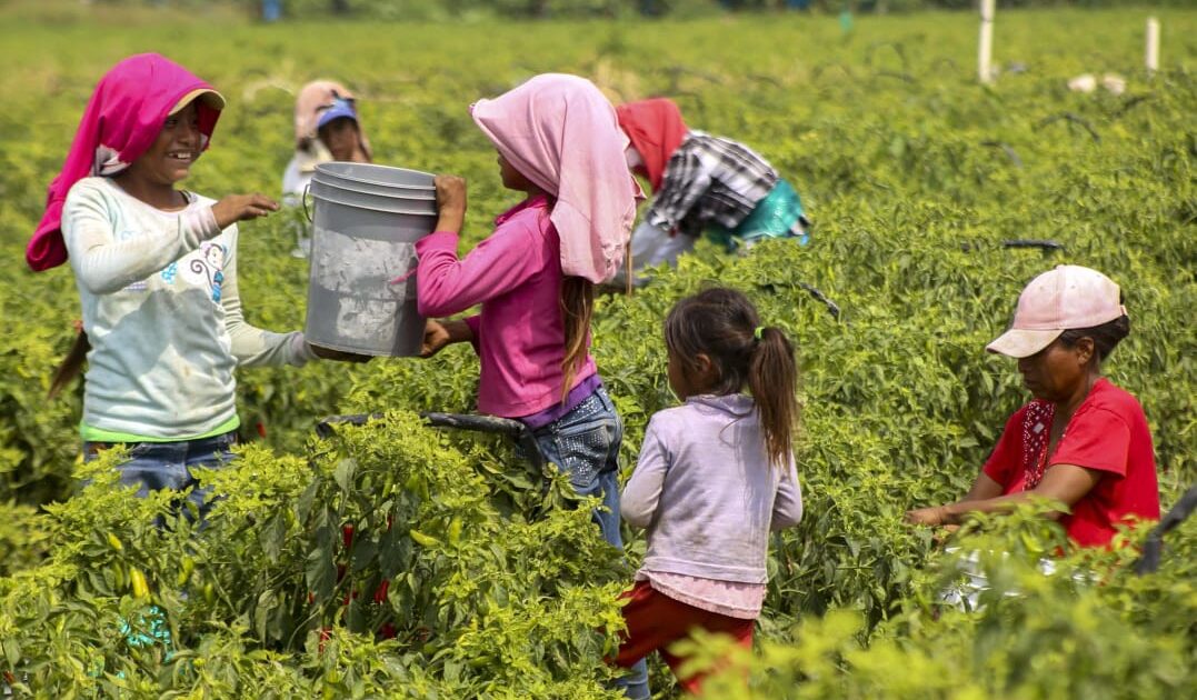 Rescatan a 42 indígenas víctimas de abusos en campo agrícola de Sinaloa